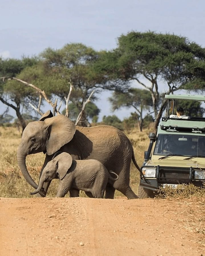 Tarangire &amp; Lake Manyara