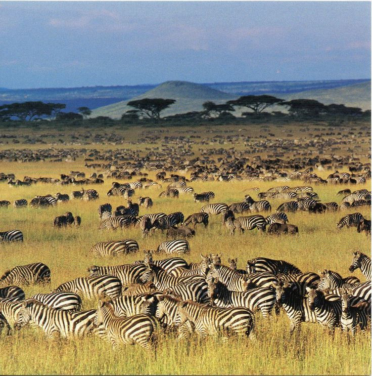 Serengeti & Ngorongoro