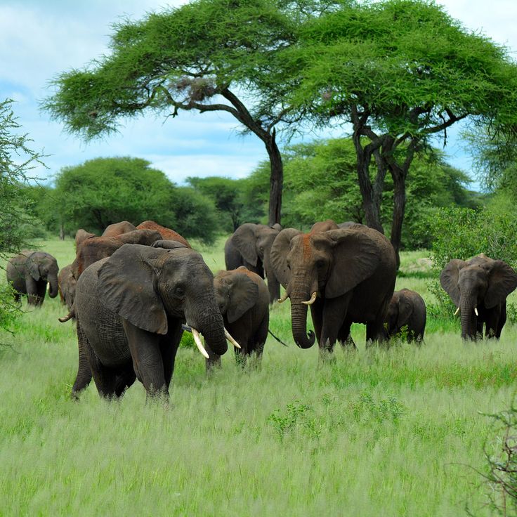 Elephant in a Tanzanian national park — Jiranair Tours