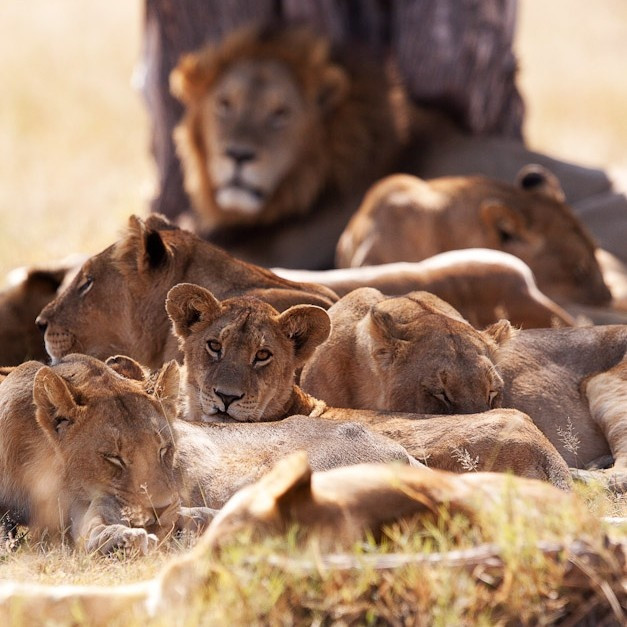 Pride at Rest