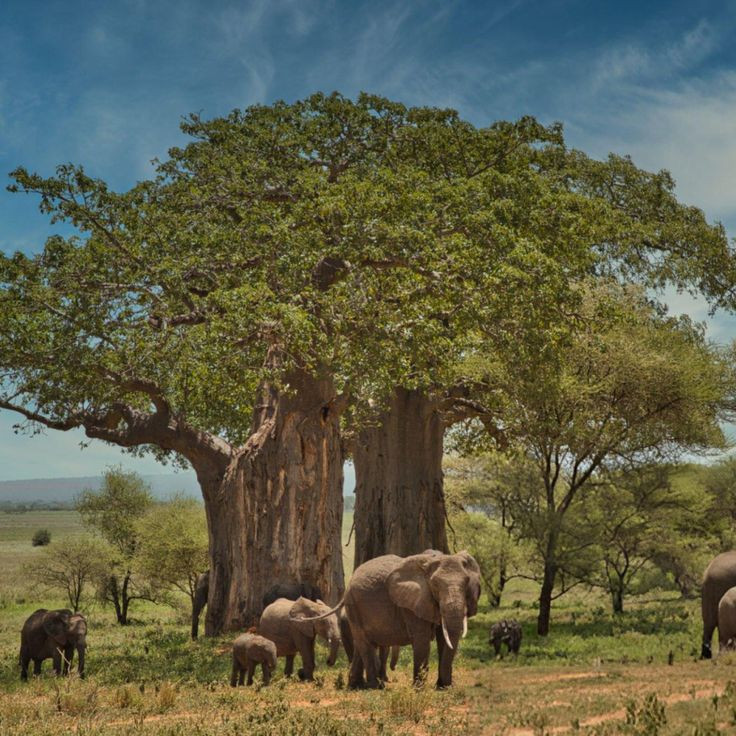 Giants Under the Baobab