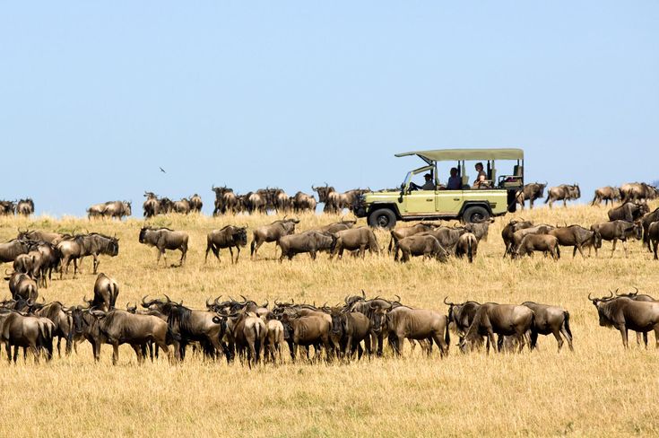 The Great Migration